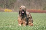 BRIARD 121